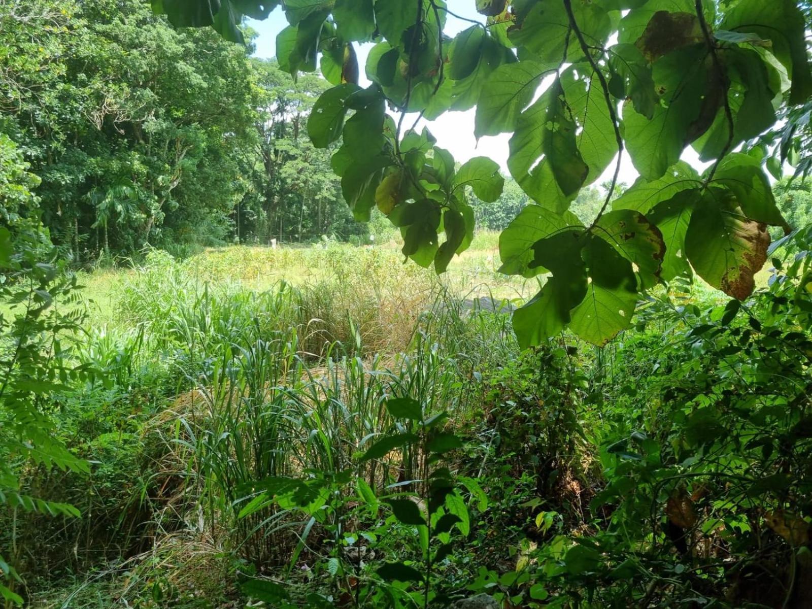 Silver Hill Ecovillage Kurunegala Eksteriør bilde