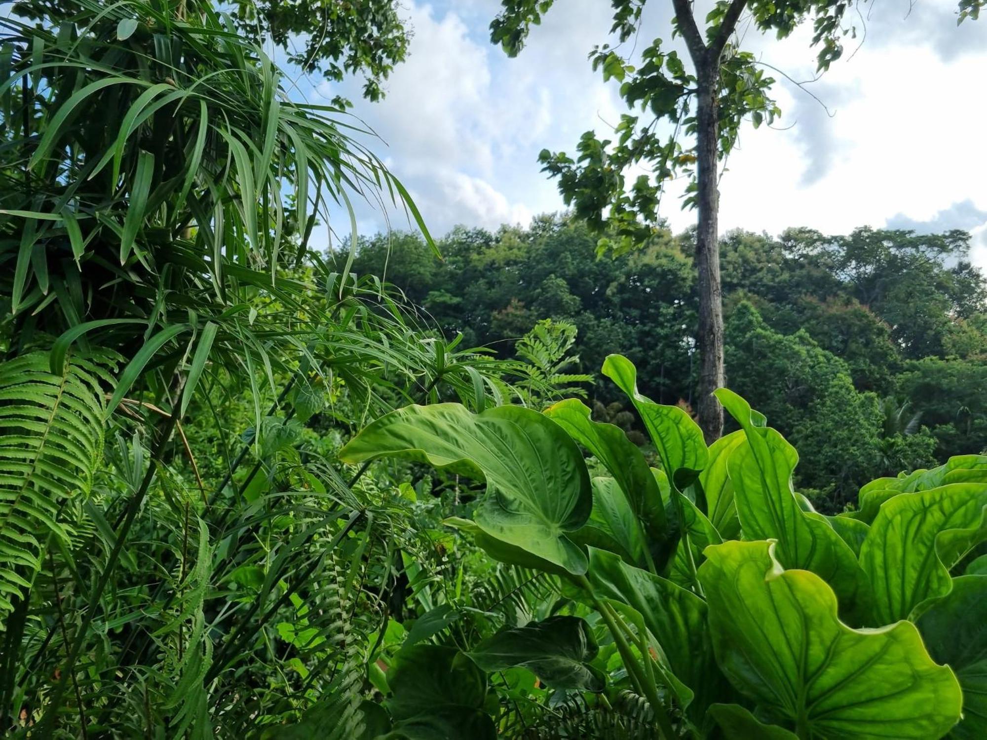 Silver Hill Ecovillage Kurunegala Eksteriør bilde
