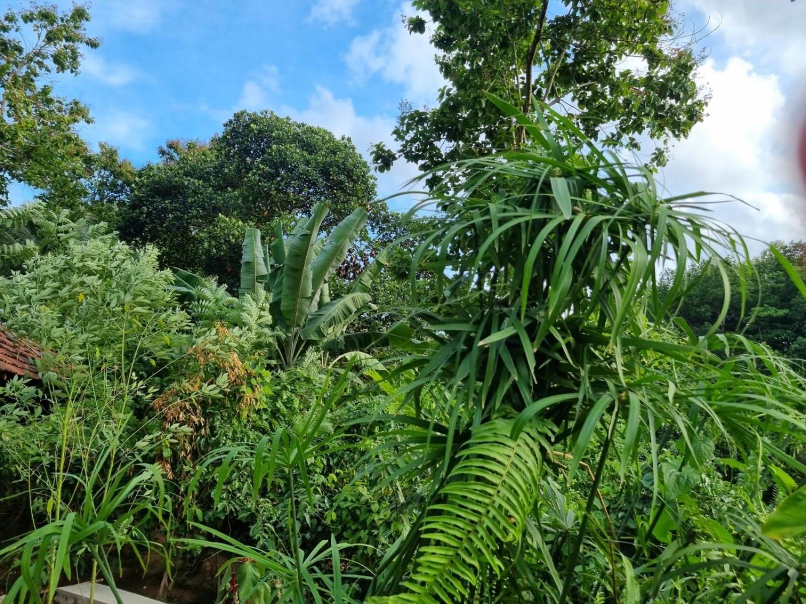 Silver Hill Ecovillage Kurunegala Eksteriør bilde